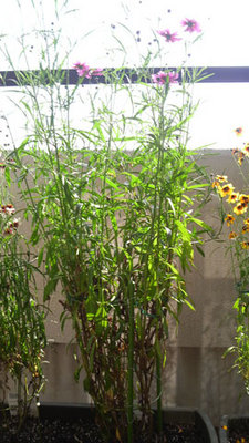 P9990107.jpg